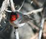 [Red-faced Warbler]