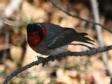 [Red-faced Warbler]