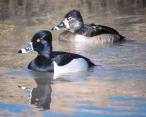 [Ring necked Duck]