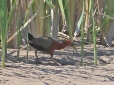 [Rufous-necked Woodrail]