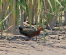 [Rufous-necked Woodrail]