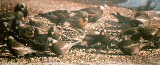 [Rosy Finch scrum]