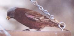 [Grey-crowned Rosy Finch]