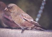[Borwn-capped Rosy Finch]