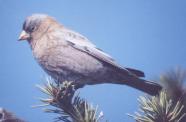 [Grey-crowned Rosy Finch]