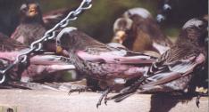 [Black Rosy Finch]