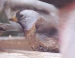 [Grey-crowned Rosy Finch]