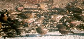 [Hepburn's Grey-crowned Rosy Finch]