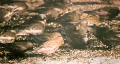 [Brown-capped Rosy Finch]