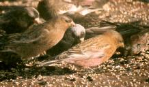 [Brown-capped Rosy Finch]