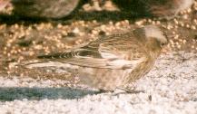 [Grey-crowned Rosy Finch]