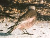 [Black Rosy Finch]