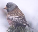 [Grey-crowned Rosy Finch]