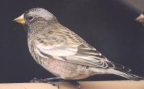 [Grey-crowned Rosy Finch]
