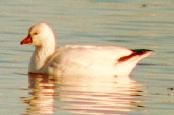 [Ross's Goose]