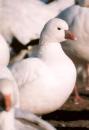 [Ross' Goose]