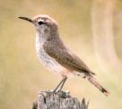 [Rock Wren]