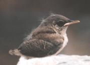 [Rock Wren]