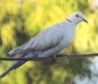 [Ringed Turtle Dove]