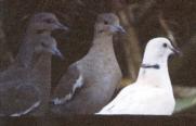 [Ringed Turtle Dove]