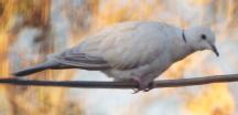 [Ringed Turtle Dove]