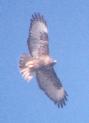 [Red-tailed Hawk]