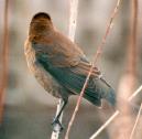 [Rusty Blackbird]