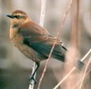 [Rusty Blackbird]