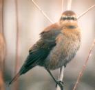 [Rusty Blackbird]