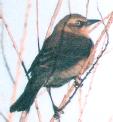 [Rusty Blackbird]
