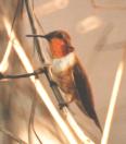 [Rufous Hummingbird]