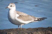 [Sabine's Gull]