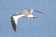 [Sabine's Gull]