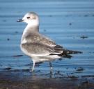 [Sabine's Gull]