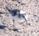 [Sanderling]
