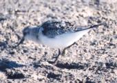 [Sanderling]