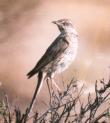 [Sage Thrasher]