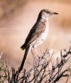 [Sage Thrasher]