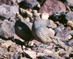 [Scaled Quail]