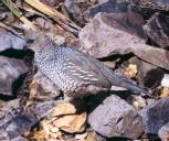 [Scaled Quail]
