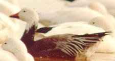 [Snow Goose]