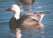 [Blue Snow Goose]
