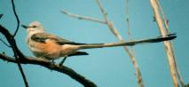 [Scissor-tailed Flycatcher]