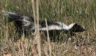 [Skunk]