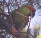 [Thick-billed Parrot]