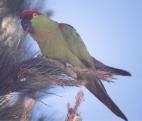 [Thick-billed Parrot]
