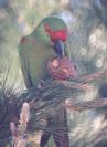 [Thick-billed Parrot]