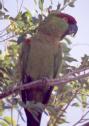 [Thick-billed Parrot]