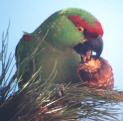 [Thick-billed Parrot]