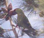 [Thick-billed Parrot]